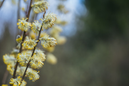 Delicate willow branches displaying soft yellow catkins, highlighting springtime renewal against...