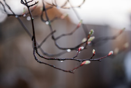 Glistening raindrops clinging to slender branches, nascent buds emerging with promise of springtime renewal, symbolizing delicate awakening of natural worldの写真素材