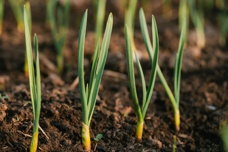 Green garlic plants rising from dark, fertile farmland, revealing lush rows signaling agricultural potential and emerging crop vitalityの写真素材