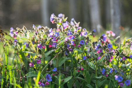 Delicate lungwort blossoming among verdant spring forest, soft sunlight illuminating pink and blue flowers nestled within lush green woodland undergrowthの写真素材