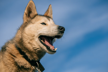 Panting siberian husky wearing collar, gazing skyward with alert expression, embodying wilderness...