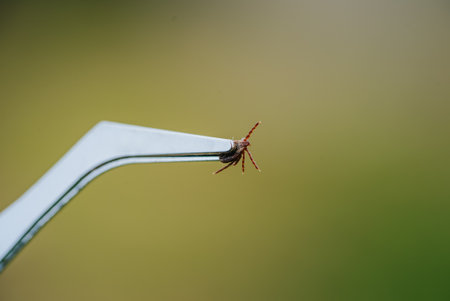 Metal tweezers gripping engorged deer tick, exposing detailed legs and mouthparts, signaling...