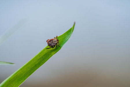 Dangerous tick perched on verdant leaf, symbolizing potential lyme disease transmission and hidden...