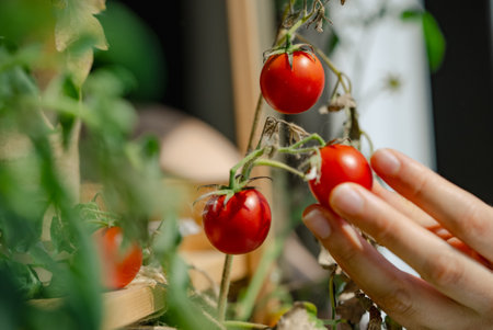 Farmer harvesting cherry tomatoes in greenhouse: close-up of hand picking ripe tomatoの写真素材
