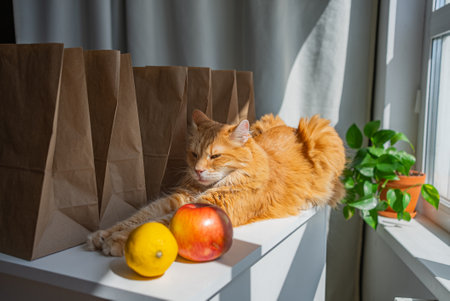 Ginger cat stretching lazily near citrus fruit, paper shopping bags, potted plant, sunlight streaming across wooden surface highlighting feline relaxationの写真素材