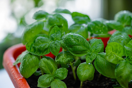 Green basil seedlings growing in ceramic pot, water droplets sparkling on vibrant leaves, ready for fresh herb harvest and kitchen useの写真素材