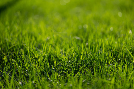 Verdant grass bathing in golden sunlight, soft focus blurring background edges, creating serene natural landscape with rich green textures and warm illuminationの写真素材