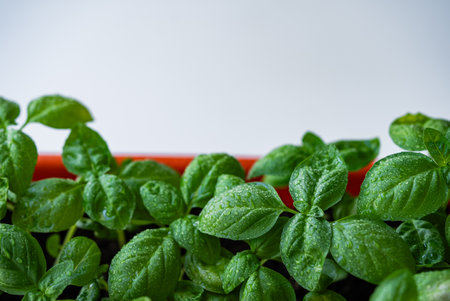 Verdant basil sprouts growing vigorously in terracotta container, delicate leaves shimmering with moisture, representing botanical vitalityの写真素材