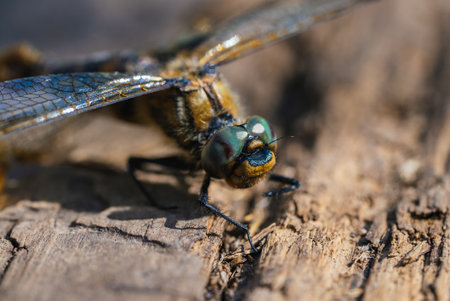Detailed dragonfly perching on weathered wood, revealing delicate wing membranes and vibrant compound eyes against soft natural lightingの写真素材