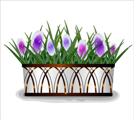 Beautiful spring crocus flowers in the white pot with bronze designsのイラスト素材