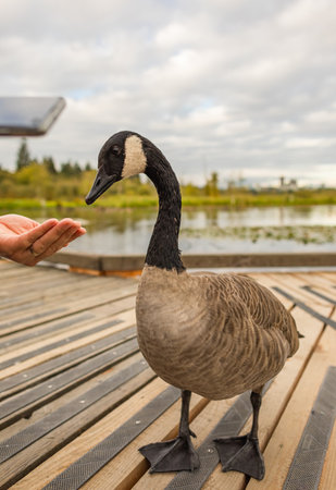 A woman feeding a canadian goose in the park. Canadian goose eating from hand. Bird sanctuary, street view, travel photo.の写真素材