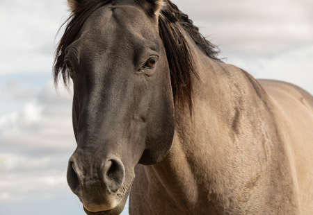 close up photo of free grullo horse. Street view, travel photo, selective focus.の写真素材