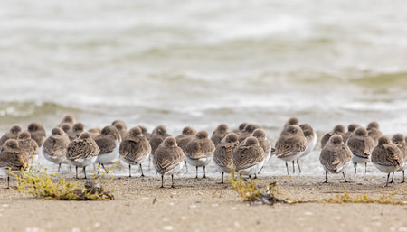 Dunlins by the water. Wading birds at the seashore. Travel photo, street view, selective focus, blurred background, horizontal.の写真素材