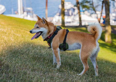 Portrait of beautiful red Shiba inu dog standing in the park during sunset in summer. Happy japanese shiba inu dog in a park. Street view, no people, concept photo dogsの写真素材