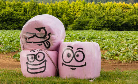 Pink plastic wrapped hay bales with funny face. Wrapped hay bales with humorous funny face. Street view, travel photo, nobody, selective focus.の写真素材