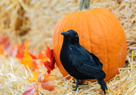 Halloween display with raven and pumpkins decor in a rustic background in farmhouse. Black crow and pumpkin decoration. Halloween holiday concept, nobodyの写真素材