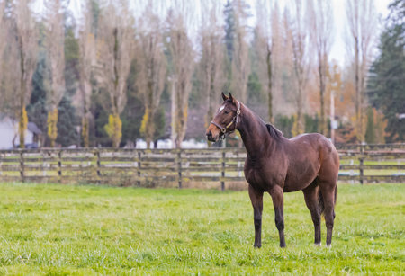 Horse in the field in countryside. Beautiful brown horse in the green field. Street view, travel photo, nobody, selective focusの写真素材