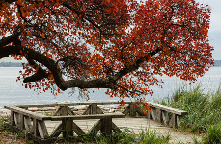 Bench in autum park by a river. Autumnal landscape in a park. Street view, travel photo, selective...