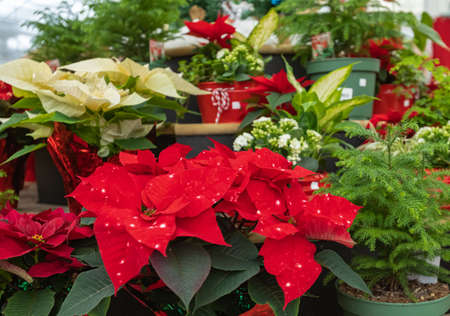Christmas Poinsettia in the flower shop. Poinsettia flower is red symbol of Christmas. Selective focus, blurred, nobodyの写真素材