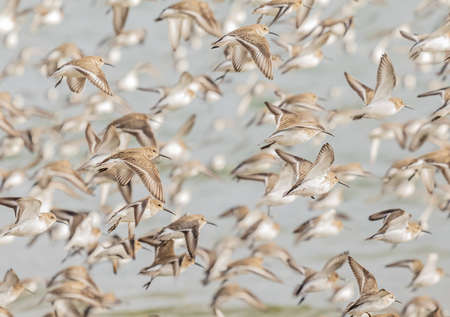 Dunlins flying over the sea in British Columbia. Wading birds at the seashore. Travel photo, street view, selective focus, blurred background, horizontal.の写真素材