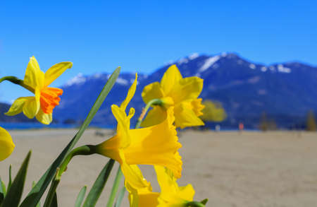 Yellow narcissus flowers on the beautiful background with mountains and lake. Travel photo, street view, selective focus, concept photo flora.の写真素材