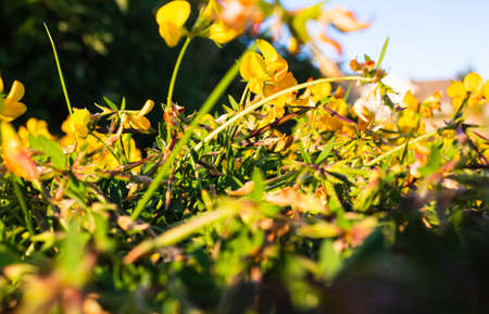 Wild yellow flowers and blue sky from low point of view, shallow deep of field. Summer field with wild flowers. Nobody, selective focus, blurredの写真素材
