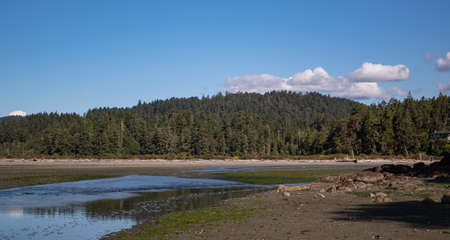 Canadian west coast beach landscape with sand and trees. View of the shoreline at wild pacific trail...