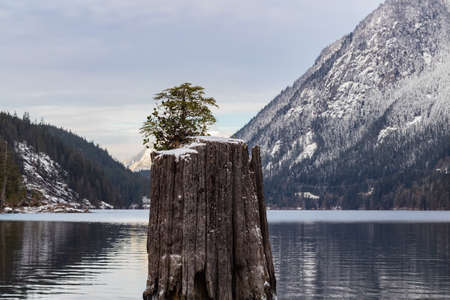 A small tree grows against the odds setting roots up alone in the middle of a lake. Small new tree growing out of dead tree trunk in the middle of mountain lake. travel photo, selective focus, nobodyの写真素材