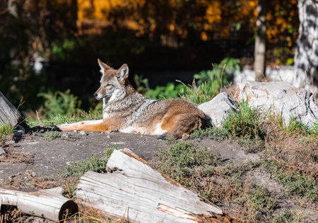 A wild coyote. Coyote in autumn day light resting in the forest. Selective focus, no people, travel photoの写真素材