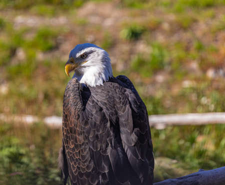 Bald Eagle in Canada. Bald eagle sitting on a tree. Travel photo, no people, selective focusの写真素材