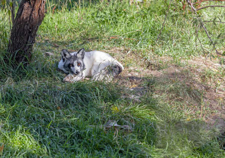 Cute polar fox sleeping. Young silver puppy of arctic fox lying in the grass. Travel photo, no...
