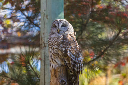 Barred Owl in closeup portrait in autumn on green yellow background. Barred owl Strix varia sitting on a tree. Travel photo, no people, selective focusの写真素材