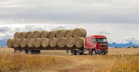 Truck loaded with the bales of hay. Truck with hay bales. Agricultural machinery. Harvest. Selective focus, nobody-September 21,2021-Alberta, Canadaのeditorial素材
