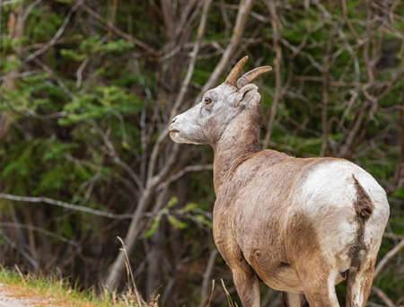 Big Horn Sheep Ovis canadensis portrait on the mountain forest. Mountain goat walking on the road in Banff National Park Alberta, Canada. selective focus, travel photoの写真素材