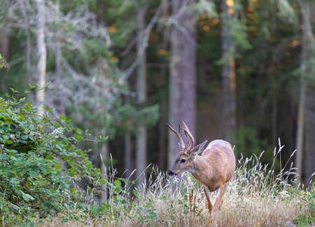 Roe deer in the forest. Animal in natural habitat. wildlife scene. Red deer between ferns in summer...