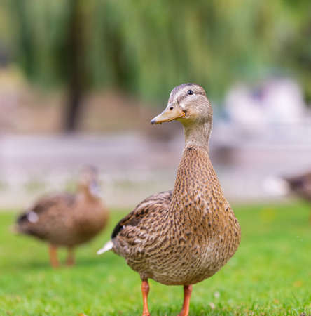 Duck in the park by the lake or river. Nature wildlife mallard duck on a green grass. Travel photo, selective focus, blurred background.の写真素材
