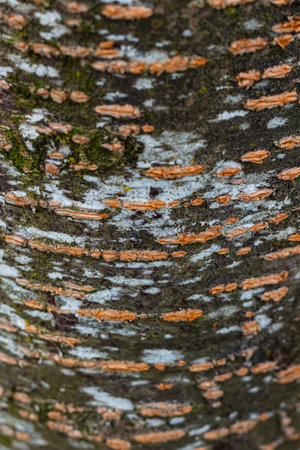 Texture of bark in the natural park. Extraordinary colored bark of a tree. Selective focus, texture, abstract, nobodyの写真素材