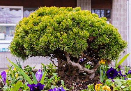 Bonsai pine tree with curved trunk close up in pot. Street photo, nobody, selective focusの写真素材