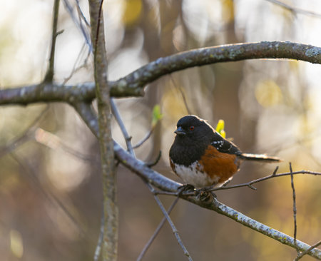 Spotted Towhee. Spotted Towhee bird perched on tree branch. Street photo, selective focus, blurred background, no peopleの写真素材