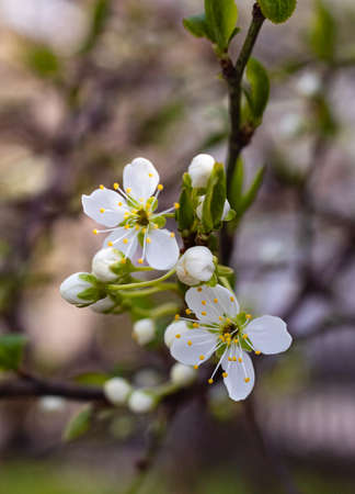 Cherry plum blossoms. White plum flowers on a blurred natural background. Nobody, blurred background, selective focusの写真素材