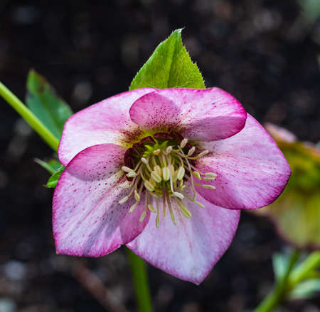 Macro closeup of pink purple flower of Helleborus niger orientalis Christmas rose black hellebore. Pink helleborus orientalis flower. Nobody, selective focusの写真素材