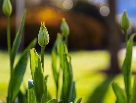 Buds on the plants. Spring awakening. Macro nature
