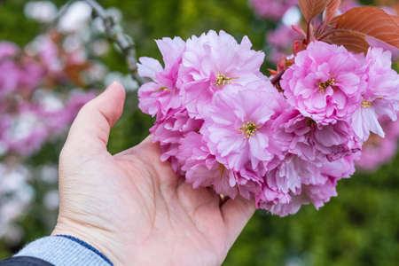 Cherry plum blossoms. Pink plum flowers and woman's hand on a blurred natural background. Nobody,...