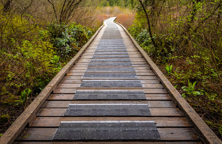 Eco path wooden walkway in the forest. environmental trail. Wooden path in the National park in Canada. Travel photo, selective focus, nobodyの写真素材