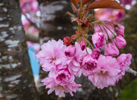 Cherry plum blossoms. Pink plum flowers on a blurred natural background. Nobody, blurred background, selective focusの写真素材