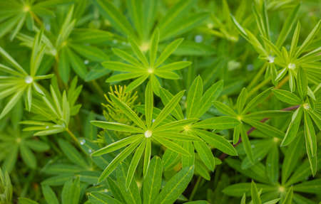 Wet lupine leaves Lupinus polyphyllus with rain drops background. Lupine plant before flowers, green star shaped unique leaf shape. Selective focus, blurred background, nobodyの写真素材