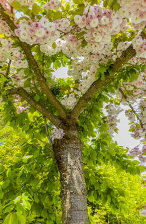 Cherry plum blossoms. Pink sakura flowers on a blurred natural background. Nobody, blurred background, selective focusの写真素材