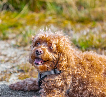 Cavapoo dog in the park, mixed, breed of Cavalier King Charles Spaniel and Poodle. Street photo,...