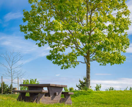 Wooden seat and a tree in a summer park. Picnic in the park on sunny day. Rest in the open area....