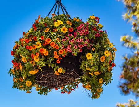 Baskets of hanging petunia flowers on balcony. Petunia flower in ornamental plant. Street photo, nobody, selective focusの写真素材